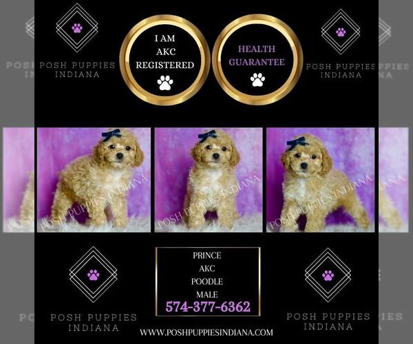 Medium Photo #2 Poodle (Toy) Puppy For Sale in WARSAW, IN, USA
