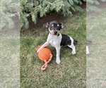 Small Photo #2 Rat Terrier Puppy For Sale in MIDDLEBURY, IN, USA