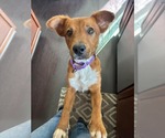 Kail - Female Golden Retriever-Unknown Mix Dog for Adoption - Small photo