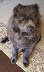 Mother of the Chow Chow puppies born on 05/08/2018