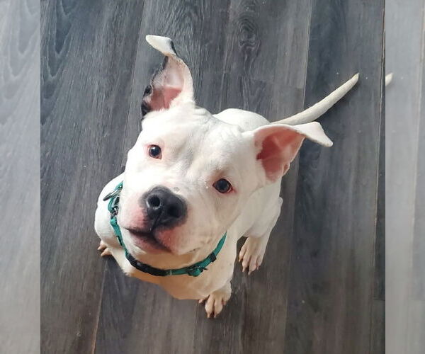 Medium Photo #9 American Bulldog-Unknown Mix Puppy For Sale in Strongsville, OH, USA