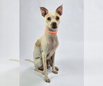 Small #5 Chihuahua Mix