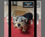 Levine - Male Yorkshire Terrier Puppy for Sale - Photo #2