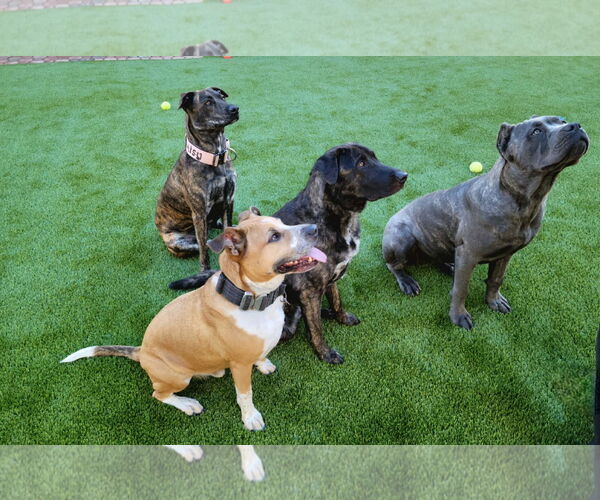 Medium Photo #2 Mutt Puppy For Sale in Goodyear, AZ, USA