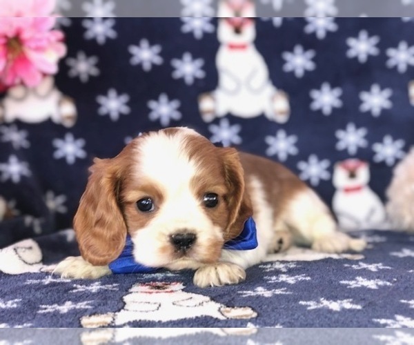 Medium Photo #6 Cavalier King Charles Spaniel Puppy For Sale in CLAY, PA, USA