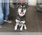 Small #3 Siberian Husky Mix