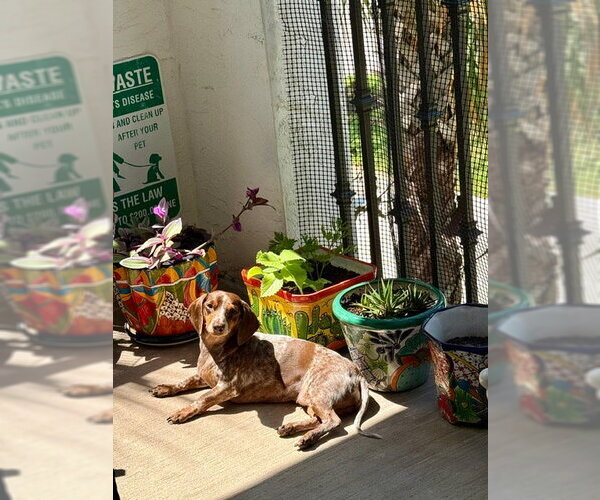 Medium Photo #2 Dachshund Puppy For Sale in Fruitland, SC, USA