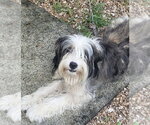 Small #3 Bearded Collie Mix
