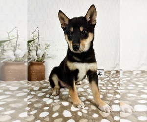 Shiba Inu Puppy for sale in INDIANAPOLIS, IN, USA