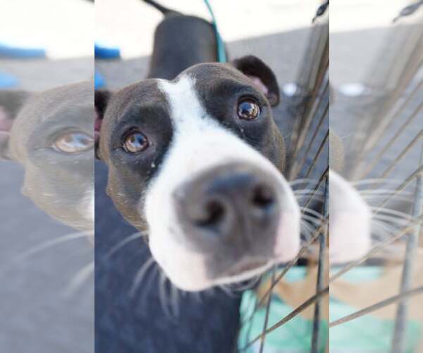 Medium Photo #6 American Staffordshire Terrier-Unknown Mix Puppy For Sale in Holly Springs, NC, USA