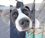 Small #5 American Staffordshire Terrier Mix
