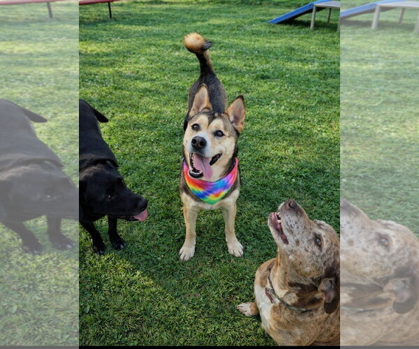 Medium Photo #8 Siberian Husky-Unknown Mix Puppy For Sale in Euless, TX, USA