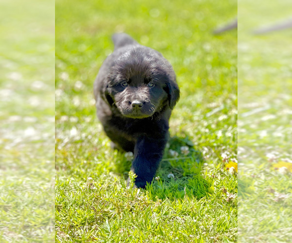 Medium Photo #11 Newfoundland Puppy For Sale in BRADYVILLE, TN, USA