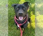 Small #7 Rottweiler Mix