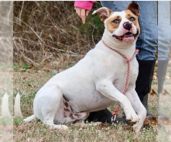 Medium Photo #3 American Staffordshire Terrier-Unknown Mix Puppy For Sale in Green Forest, AR, USA