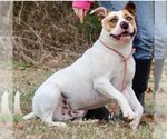 Small #2 American Staffordshire Terrier Mix