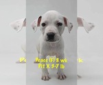 Small #10 Staffordshire Bull Terrier Mix