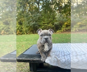 American Bully Mikelands  Litter for sale in DRACUT, MA, USA