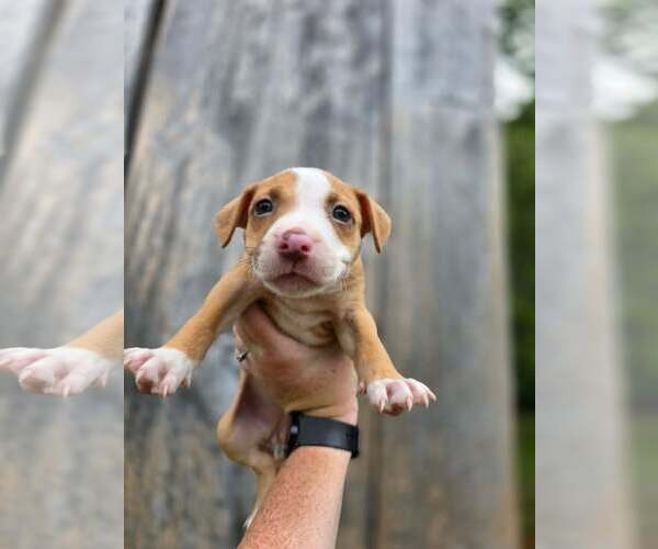 Medium Photo #1 American Pit Bull Terrier-American Staffordshire Terrier Mix Puppy For Sale in Frankenmuth, MI, USA