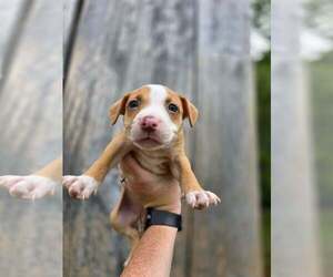 American Pit Bull Terrier-American Staffordshire Terrier Mix Dogs for adoption in Frankenmuth, MI, USA