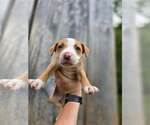 Small American Pit Bull Terrier-American Staffordshire Terrier Mix
