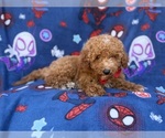 Felix - Male Goldendoodle (Miniature) Puppy for Sale - Photo #3
