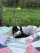 Small Photo #2 Miniature Australian Shepherd Puppy For Sale in NEW BRAUNFELS, TX, USA