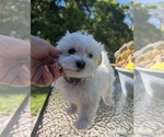 Small Photo #4 Maltese Puppy For Sale in OCALA, FL, USA