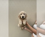 Puppy Lilly Golden Retriever