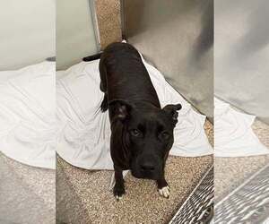 Mutt Dogs for adoption in Martinsburg, WV, USA