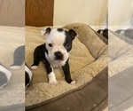 Small #1 Boston Terrier