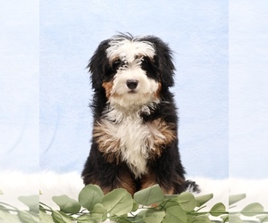 Bernedoodle (Miniature) Puppy for sale in LIVINGSTON, WI, USA