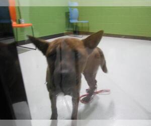 Chow Chow-Unknown Mix Dogs for adoption in Temple, TX, USA