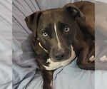 Small #2 American Pit Bull Terrier-Huskies  Mix