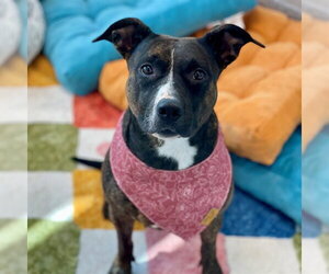 American Pit Bull Terrier Dogs for adoption in Edmond, OK, USA