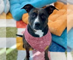 MALLOREE - Female American Pit Bull Terrier Dog for Adoption - Small photo