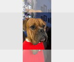 Small Boxer