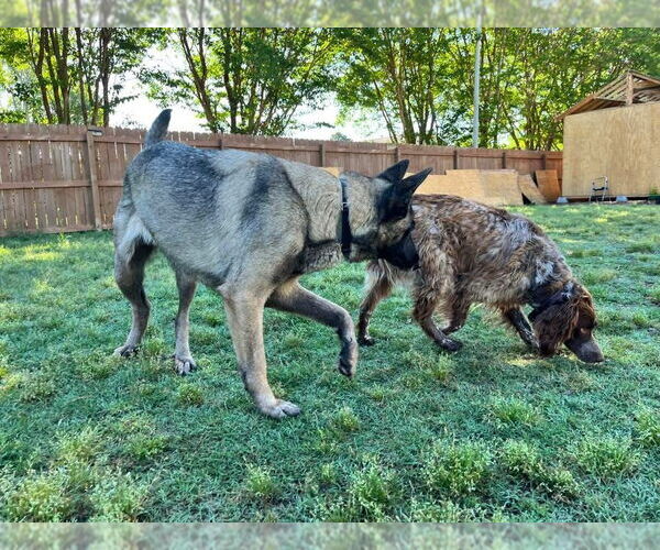 Medium Photo #3 German Shepherd Dog Puppy For Sale in New Hill, NC, USA