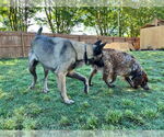 Small #2 German Shepherd Dog