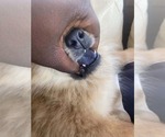 Chow Chow - Female Chow Chow Puppy for Sale - Photo #5