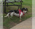 Small #14 Dachshund