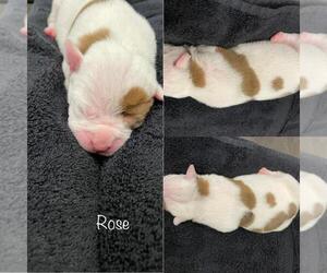 Olde English Bulldogge Puppy for sale in WHEELER, MI, USA