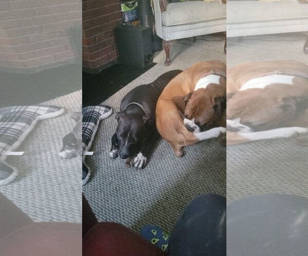 Medium Photo #5 American Pit Bull Terrier-Unknown Mix Puppy For Sale in Germantown, OH, USA
