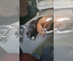 Small #4 American Pit Bull Terrier Mix