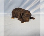 Small Photo #27 Golden Mountain Dog Puppy For Sale in BLACK FOREST, CO, USA