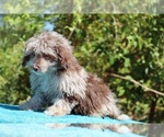 Small #9 ShihPoo