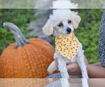 Buttons - Female Bichpoo Puppy for Sale - Photo #2