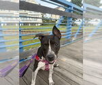 Small #13 American Staffordshire Terrier
