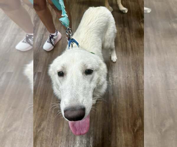 Medium Photo #2 Great Pyrenees Puppy For Sale in Dallas, TX, USA