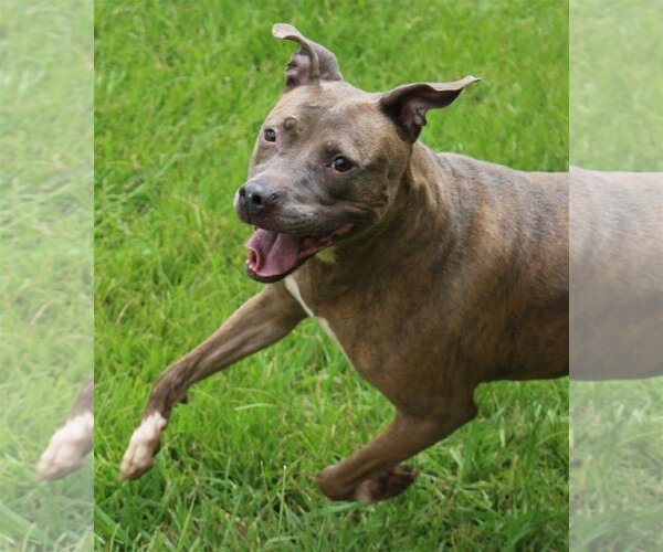 Medium Photo #3 American Staffordshire Terrier-Unknown Mix Puppy For Sale in Jackson, MS, USA